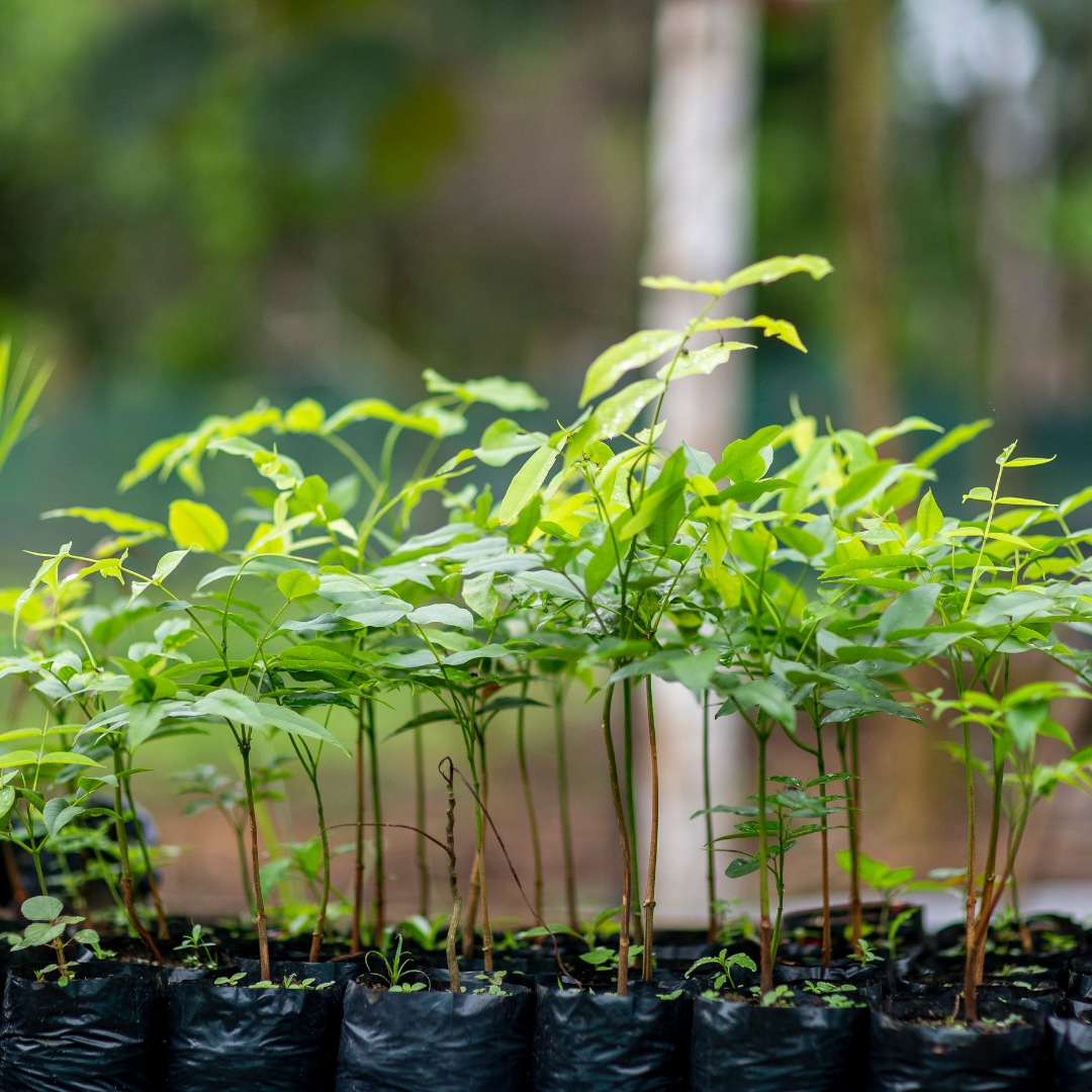 green seedlings