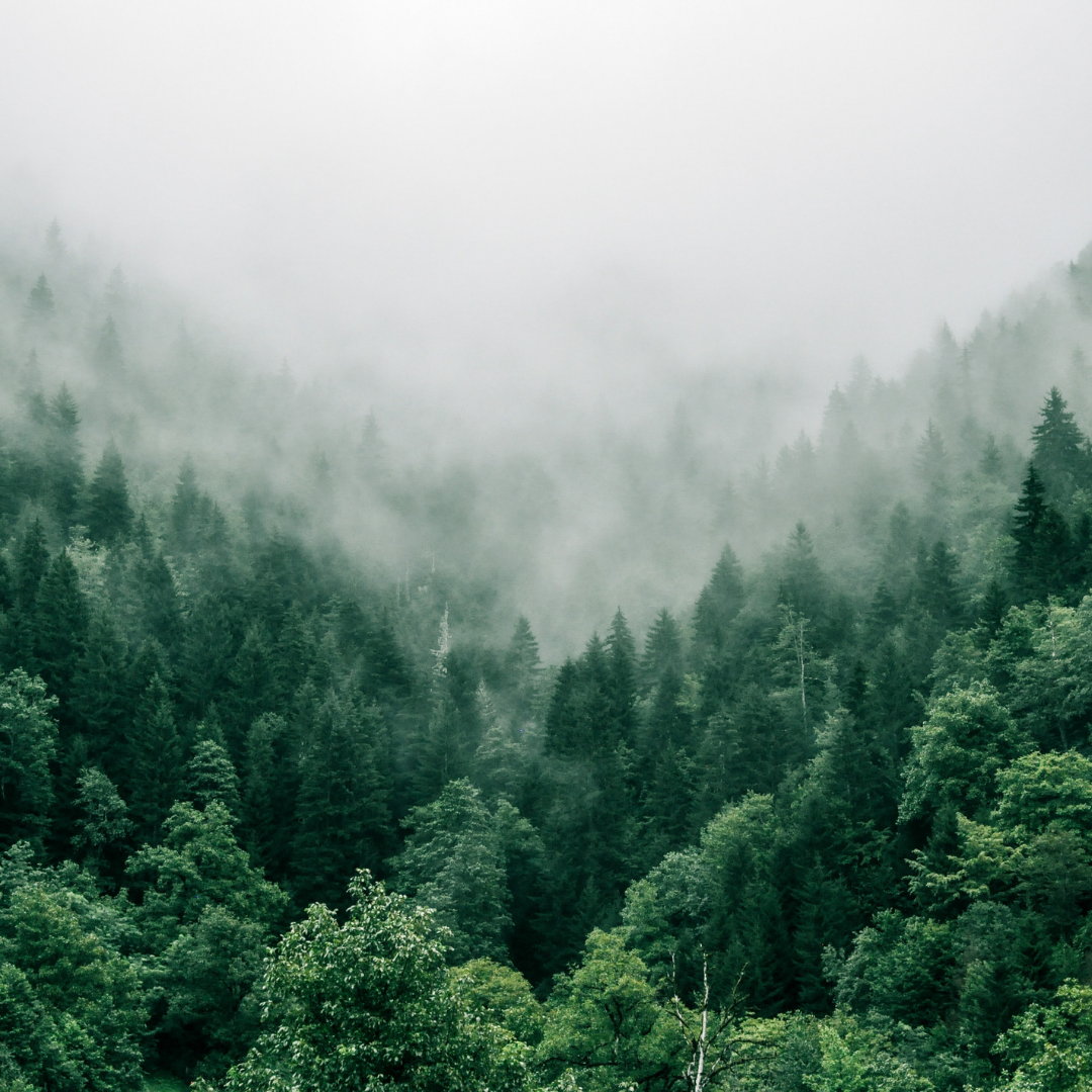 a forest showing the tops of trees covered in a heavy mist